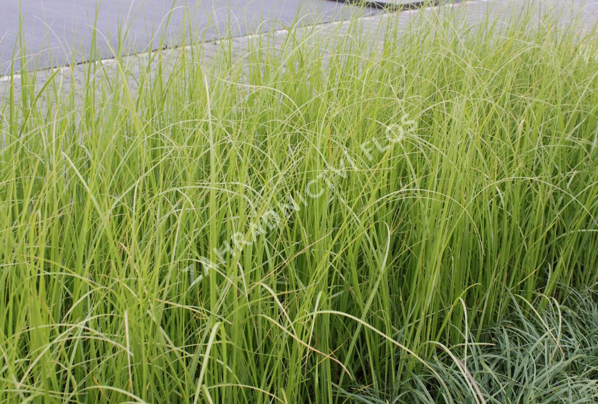 Pampová tráva 'Rosa Feder' - Cortaderia selloana 'Rosa Feder'