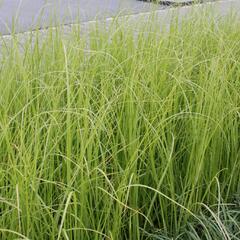 Pampová tráva 'Rosa Feder' - Cortaderia selloana 'Rosa Feder'