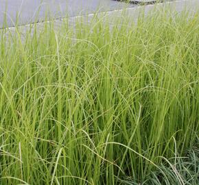 Pampová tráva 'Rosa Feder' - Cortaderia selloana 'Rosa Feder'