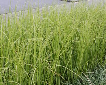 Pampová tráva 'Rosa Feder'
