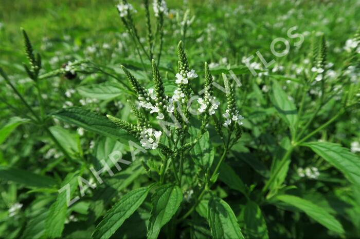 Verbena šípovitá, sporýš 'White Spires' - Verbena hastata 'White Spires'