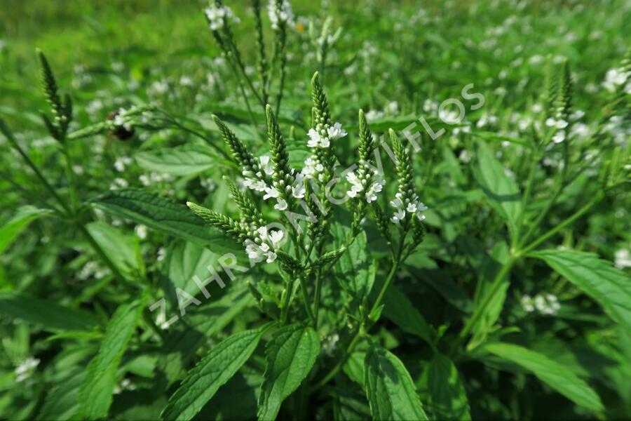 Verbena šípovitá, sporýš 'White Spires' - Verbena hastata 'White Spires'