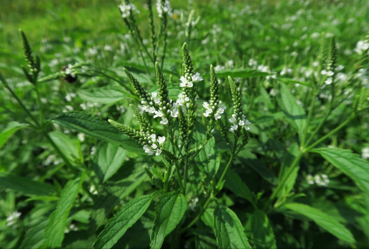 Sporýš šípovitý 'White Spires' - Verbena hastata 'White Spires'