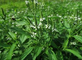 Sporýš šípovitý 'White Spires' - Verbena hastata 'White Spires'