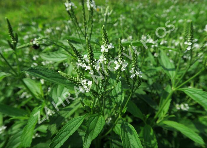 Verbena šípovitá, sporýš 'White Spires' - Verbena hastata 'White Spires'
