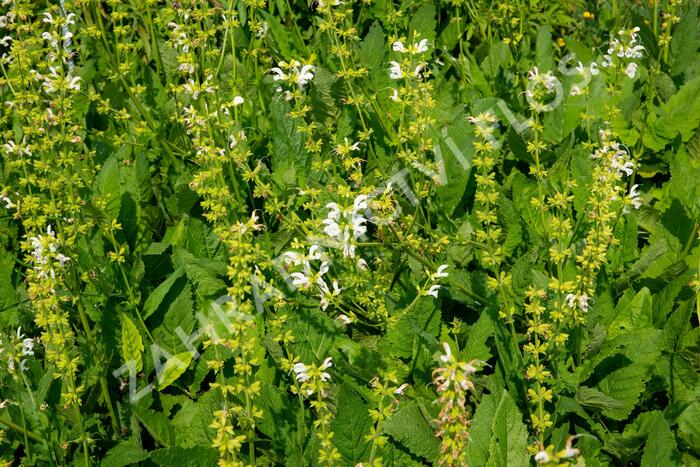 Šalvěj luční 'Swan Lake' - Salvia pratensis 'Swan Lake'