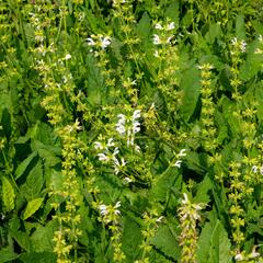 Šalvěj luční 'Swan Lake' - Salvia pratensis 'Swan Lake'