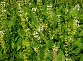 Šalvěj luční 'Swan Lake' - Salvia pratensis 'Swan Lake'