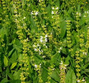 Šalvěj luční 'Swan Lake' - Salvia pratensis 'Swan Lake'