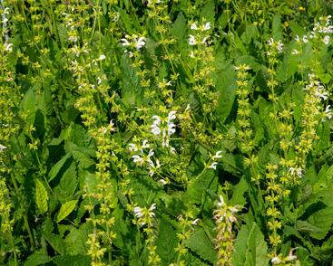 Šalvěj luční 'Swan Lake'