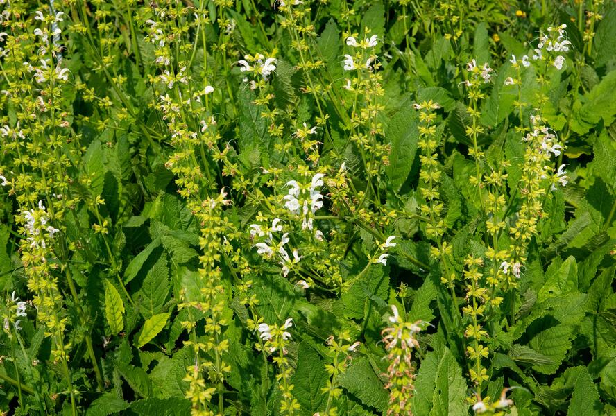 Šalvěj luční 'Swan Lake' - Salvia pratensis 'Swan Lake'
