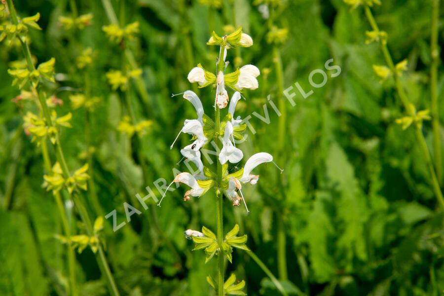 Šalvěj luční 'Swan Lake' - Salvia pratensis 'Swan Lake'