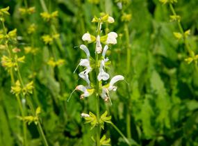 Šalvěj luční 'Swan Lake' - Salvia pratensis 'Swan Lake'