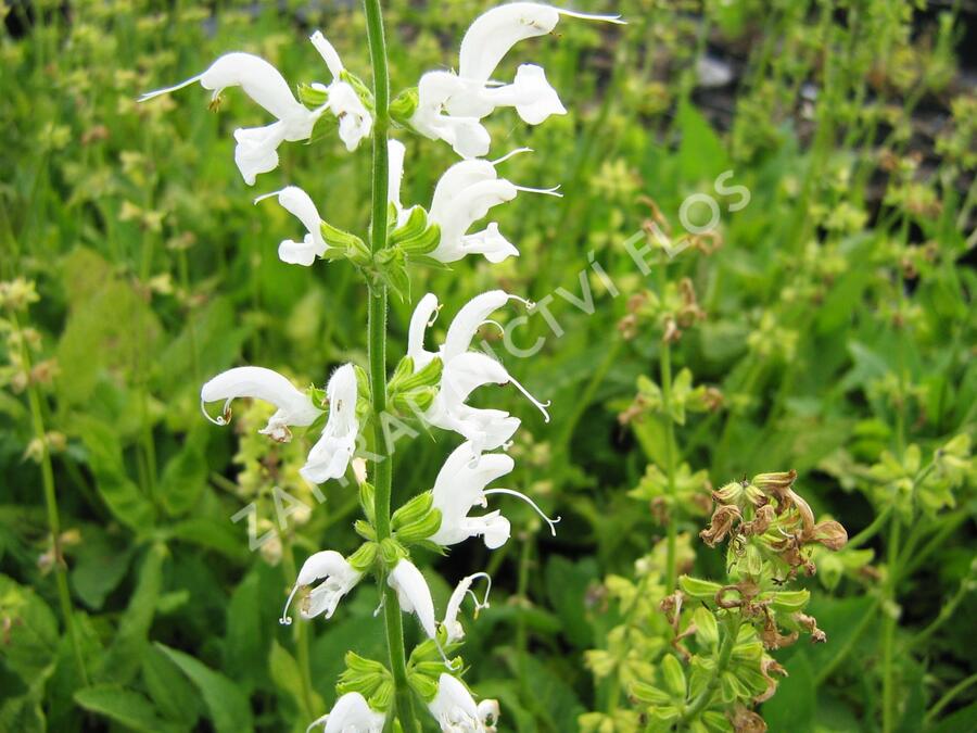 Šalvěj luční 'Swan Lake' - Salvia pratensis 'Swan Lake'