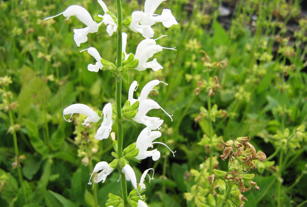 Šalvěj luční 'Swan Lake' - Salvia pratensis 'Swan Lake'