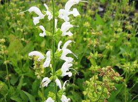 Šalvěj luční 'Swan Lake' - Salvia pratensis 'Swan Lake'