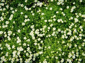 Úrazník - Sagina subulata