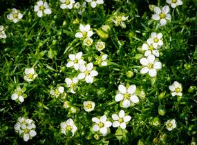 Úrazník - Sagina subulata