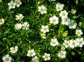 Úrazník - Sagina subulata