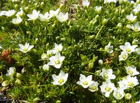 Úrazník - Sagina subulata