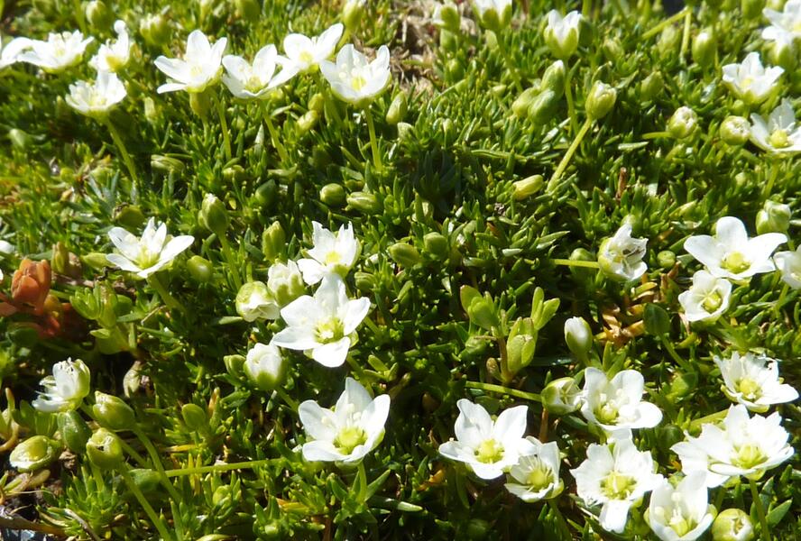 Úrazník - Sagina subulata