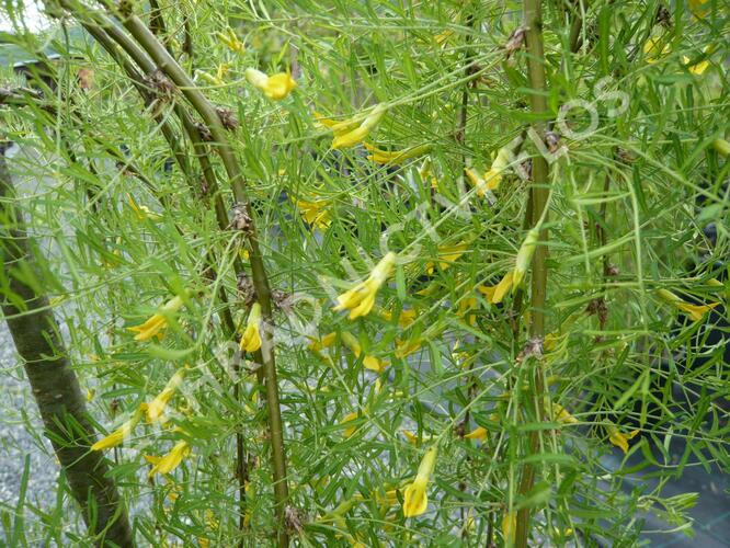 Čimišník stromový 'Walker' - Caragana arborescens 'Walker'