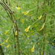 Čimišník stromový 'Walker' - Caragana arborescens 'Walker'