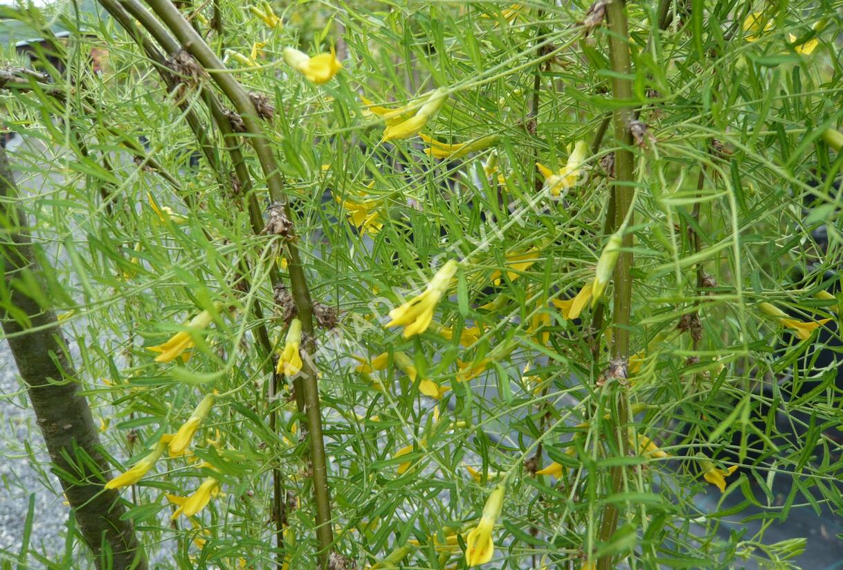 Čimišník stromový 'Walker' - Caragana arborescens 'Walker'