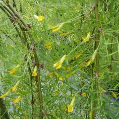 Čimišník stromový 'Walker' - Caragana arborescens 'Walker'