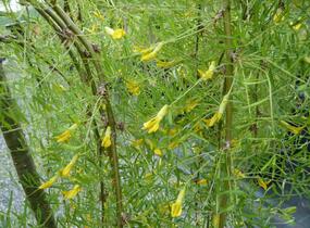Čimišník stromový 'Walker' - Caragana arborescens 'Walker'