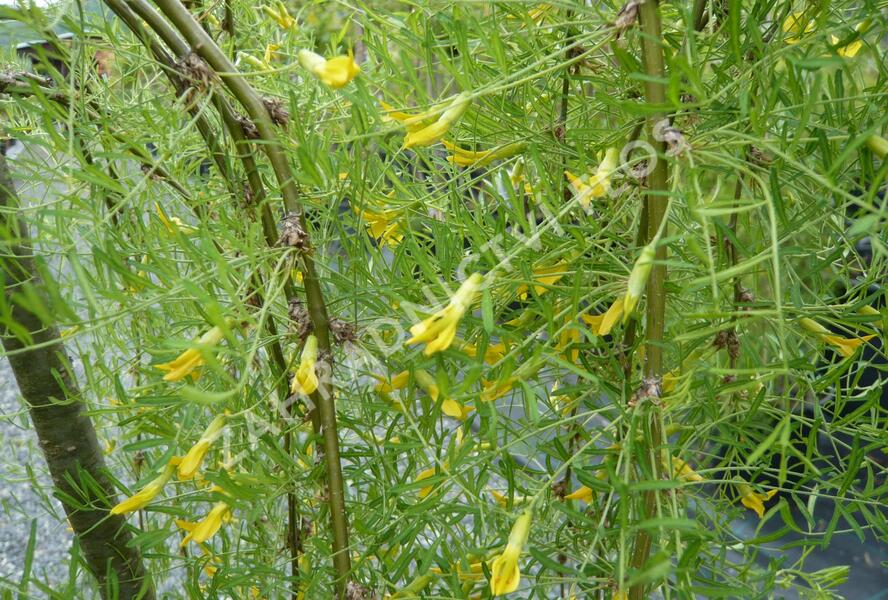 Čimišník stromový 'Walker' - Caragana arborescens 'Walker'
