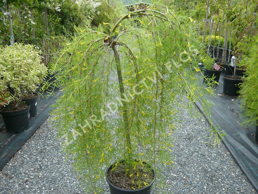Čimišník stromový 'Walker' - Caragana arborescens 'Walker'