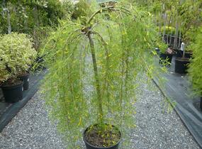 Čimišník stromový 'Walker' - Caragana arborescens 'Walker'