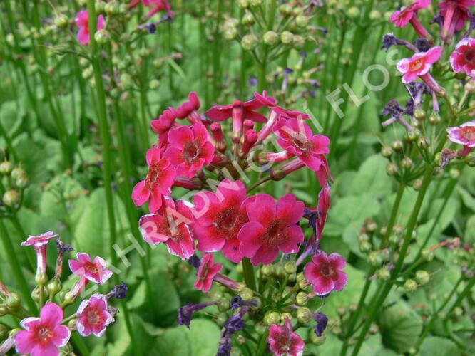 Prvosenka japonská 'Millers Crimson' - Primula japonica 'Millers Crimson'