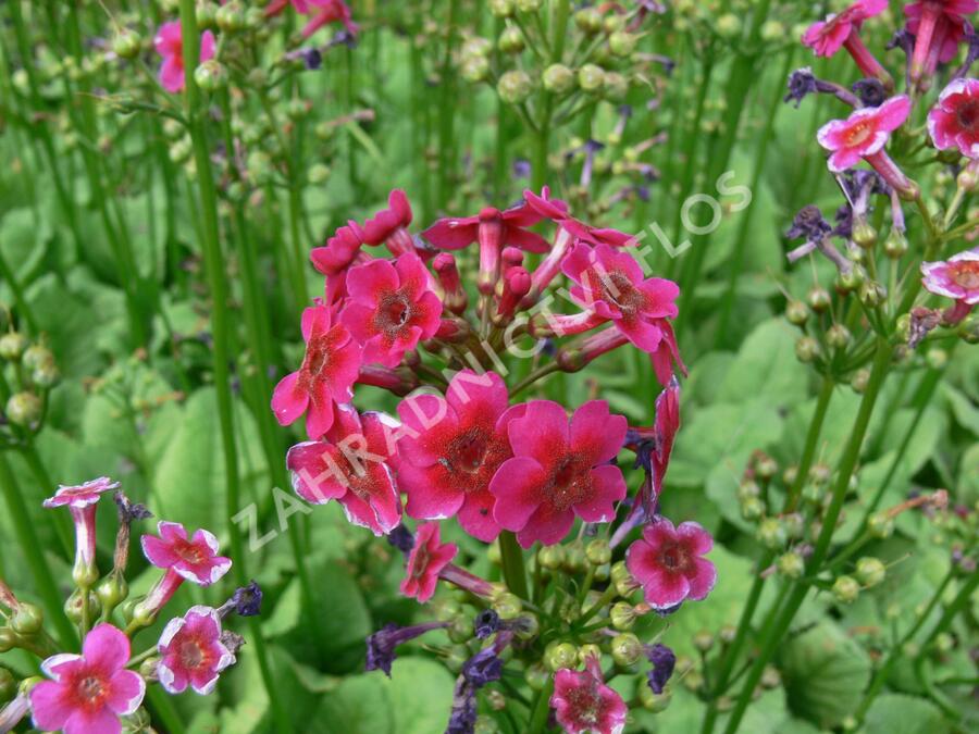 Prvosenka japonská 'Millers Crimson' - Primula japonica 'Millers Crimson'