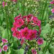 Prvosenka japonská 'Millers Crimson' - Primula japonica 'Millers Crimson'
