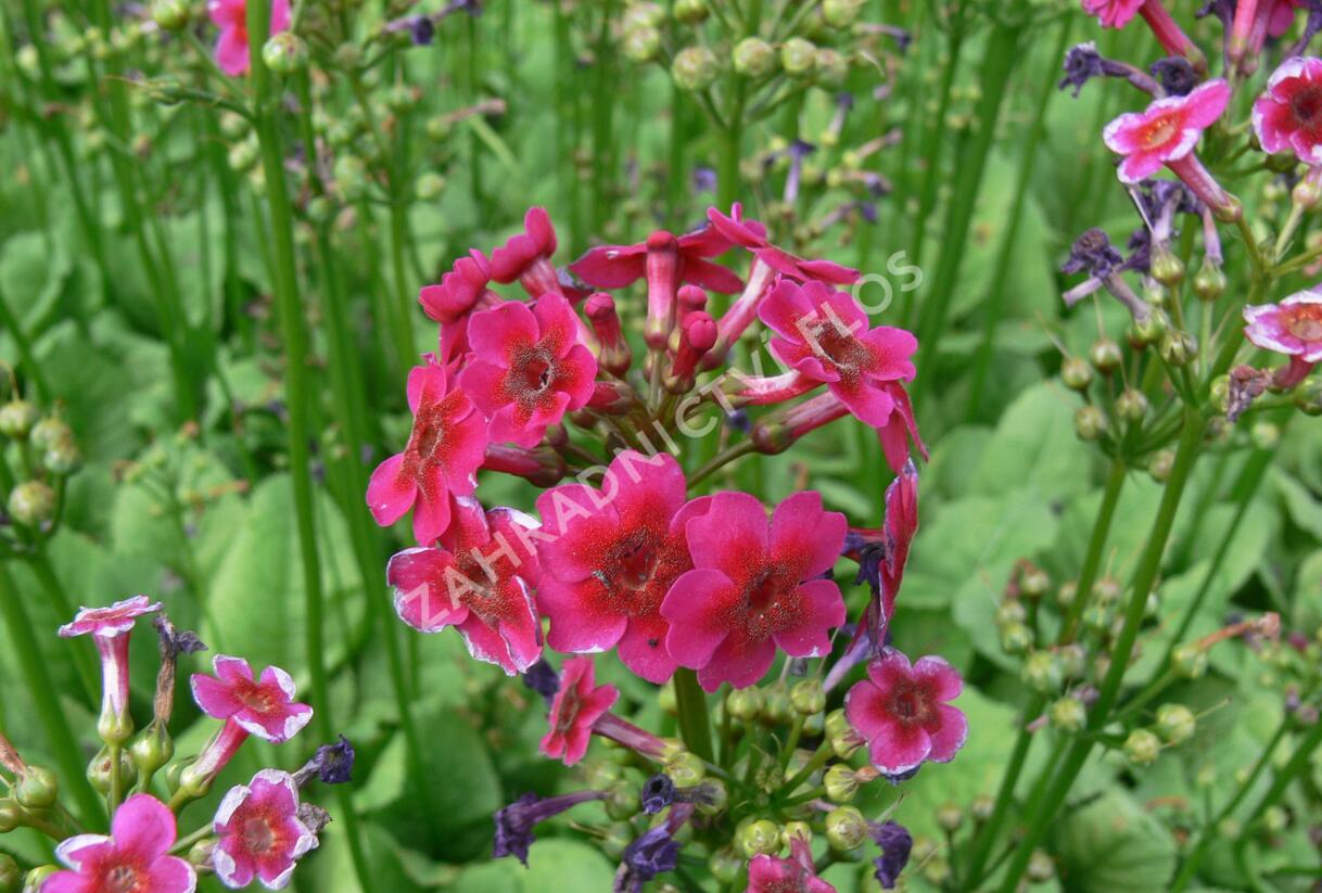 Prvosenka japonská 'Millers Crimson' - Primula japonica 'Millers Crimson'