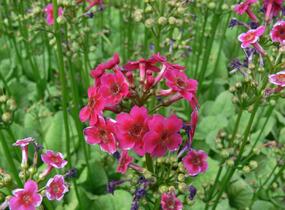 Prvosenka japonská 'Millers Crimson' - Primula japonica 'Millers Crimson'