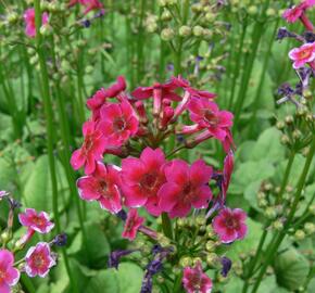 Prvosenka japonská 'Millers Crimson' - Primula japonica 'Millers Crimson'