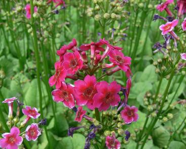 Prvosenka japonská 'Millers Crimson'