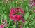 Prvosenka japonská 'Millers Crimson'