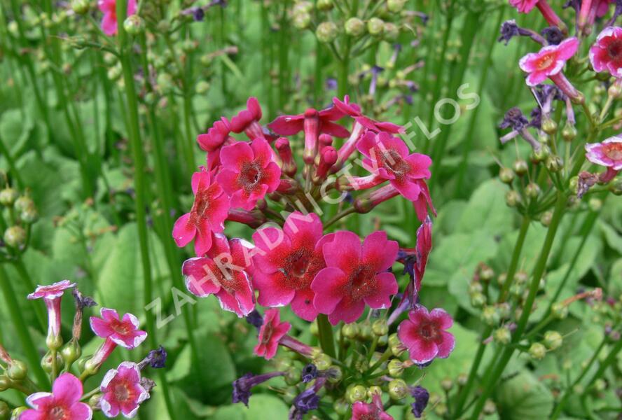 Prvosenka japonská 'Millers Crimson' - Primula japonica 'Millers Crimson'