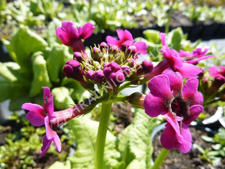 Prvosenka japonská 'Millers Crimson' - Primula japonica 'Millers Crimson'