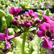 Prvosenka japonská 'Millers Crimson' - Primula japonica 'Millers Crimson'