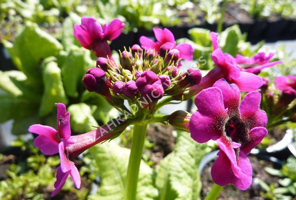 Prvosenka japonská 'Millers Crimson' - Primula japonica 'Millers Crimson'