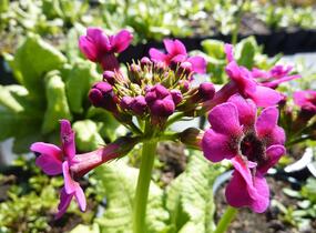 Prvosenka japonská 'Millers Crimson' - Primula japonica 'Millers Crimson'