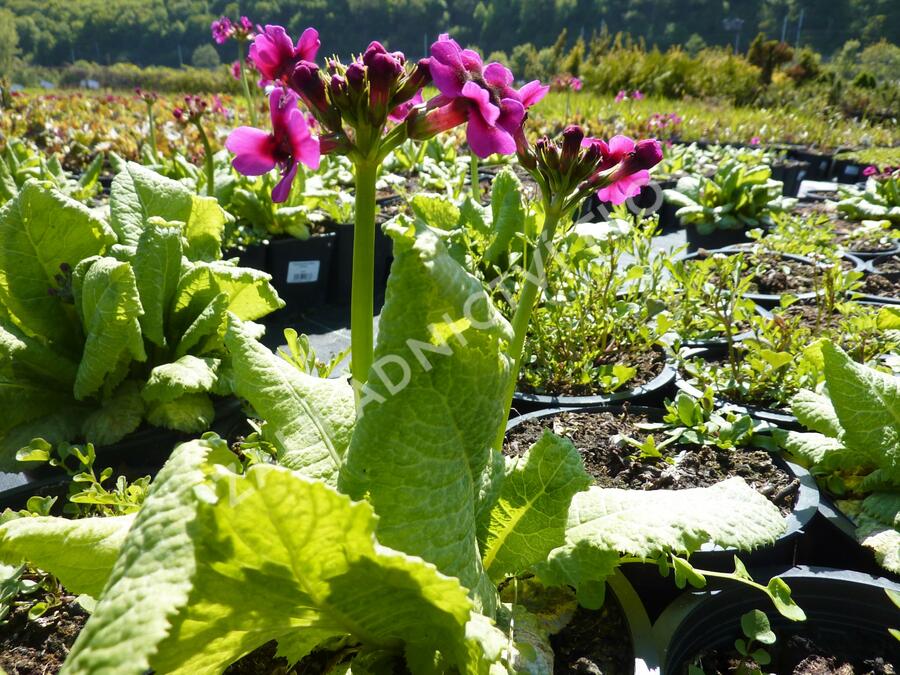 Prvosenka japonská 'Millers Crimson' - Primula japonica 'Millers Crimson'