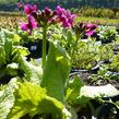 Prvosenka japonská 'Millers Crimson' - Primula japonica 'Millers Crimson'