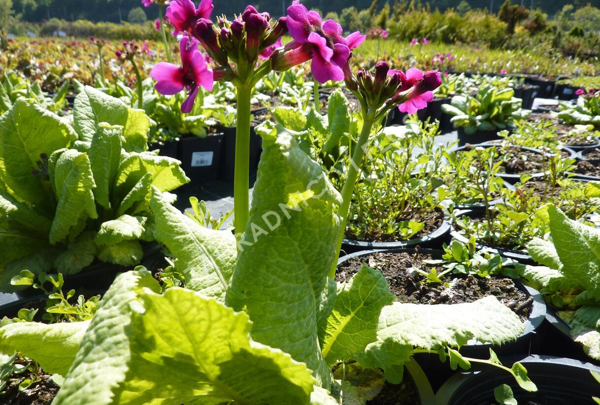 Prvosenka japonská 'Millers Crimson' - Primula japonica 'Millers Crimson'