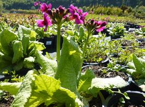 Prvosenka japonská 'Millers Crimson' - Primula japonica 'Millers Crimson'